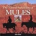 The Natural Superiority of Mules by John Hauer, Sena Hauer