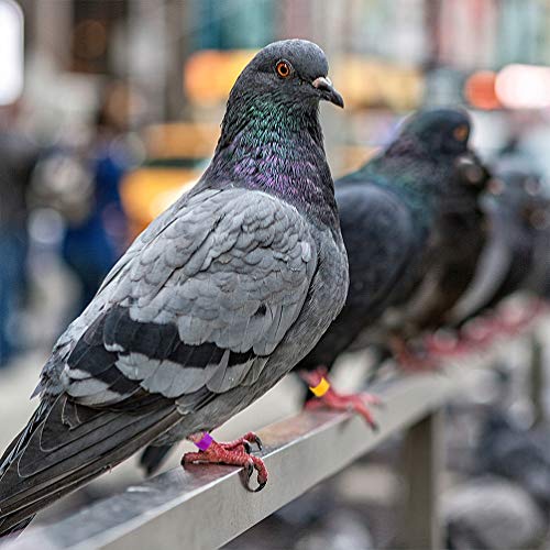 UPKOCH 100 Stücke Klemmringe Hühner Ringe Hühnerringe ohne Nummerierte Beinringe Taubenringe ID Identifikation Vogel… – Bild 3