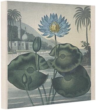 ShowMore Gallery Wrapped Canvas The Blue Egyptian Water Lily Image Transfer To Canvas