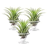 Air Plant Holder,3 Pack Stainless Steel Air Plant Holder Container Tabletop Stand Vase Pot for Hanging Air Plant Small Tillandsia Mini Cactus Faux Plants Indoor Wall Home Decor