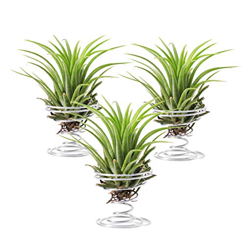 Air Plant Holder,3 Pack Stainless Steel Air Plant Holder Container Tabletop Stand Vase Pot for Hanging Air Plant Small Tillandsia Mini Cactus Faux Plants Indoor Wall Home Decor