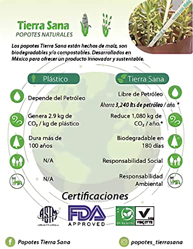 Popotes Ecológicos Tierra Sana, Estuchados Individualmente, Caja con 2000 piezas de 21 cm. Hechos con Maíz, Grado Alimenticio, Caja Mayoreo para Restaurantes, Cafeterías, Hoteles.