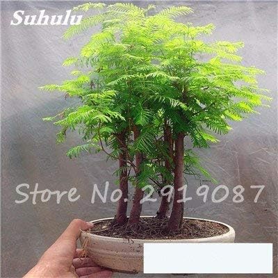 Swansgreen 12 Forest Bonsai Metasequoia Dawn Mini Redwood Evergreen Ornamental Tree Plants Potted Indoor Office Purify The Air So Fresh 50 Pcs 12 Amazon Co Uk Garden Outdoors