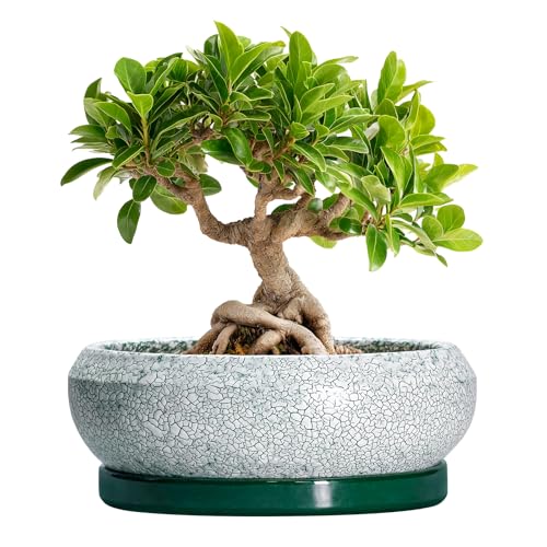 EPFamily Bonsai-Töpfe aus Keramik, 20,3 cm, mit Drainagelöchern und Untersetzern, Schwarzgrün
