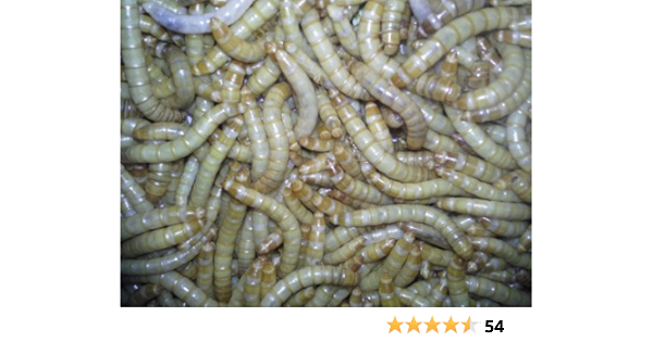 live mealworms petsmart