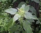 300 Stinging Nettle Seeds - Urtica Dioica