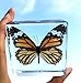 Tiger Butterfly Paperweight Paperweights Specimen Specimens Collection Display(3