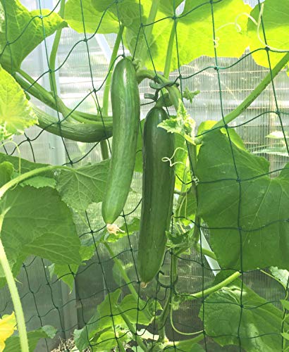 Ranknetz für Gurken Kletterhilfe - 3 x 2m stabile Form Rankhilfe Kletterpflanzen Gurkenrankhilfe Gurkenranknetz – Bild 6