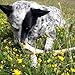 Antler Dog Chew from Pet Expertise, X-Large 8