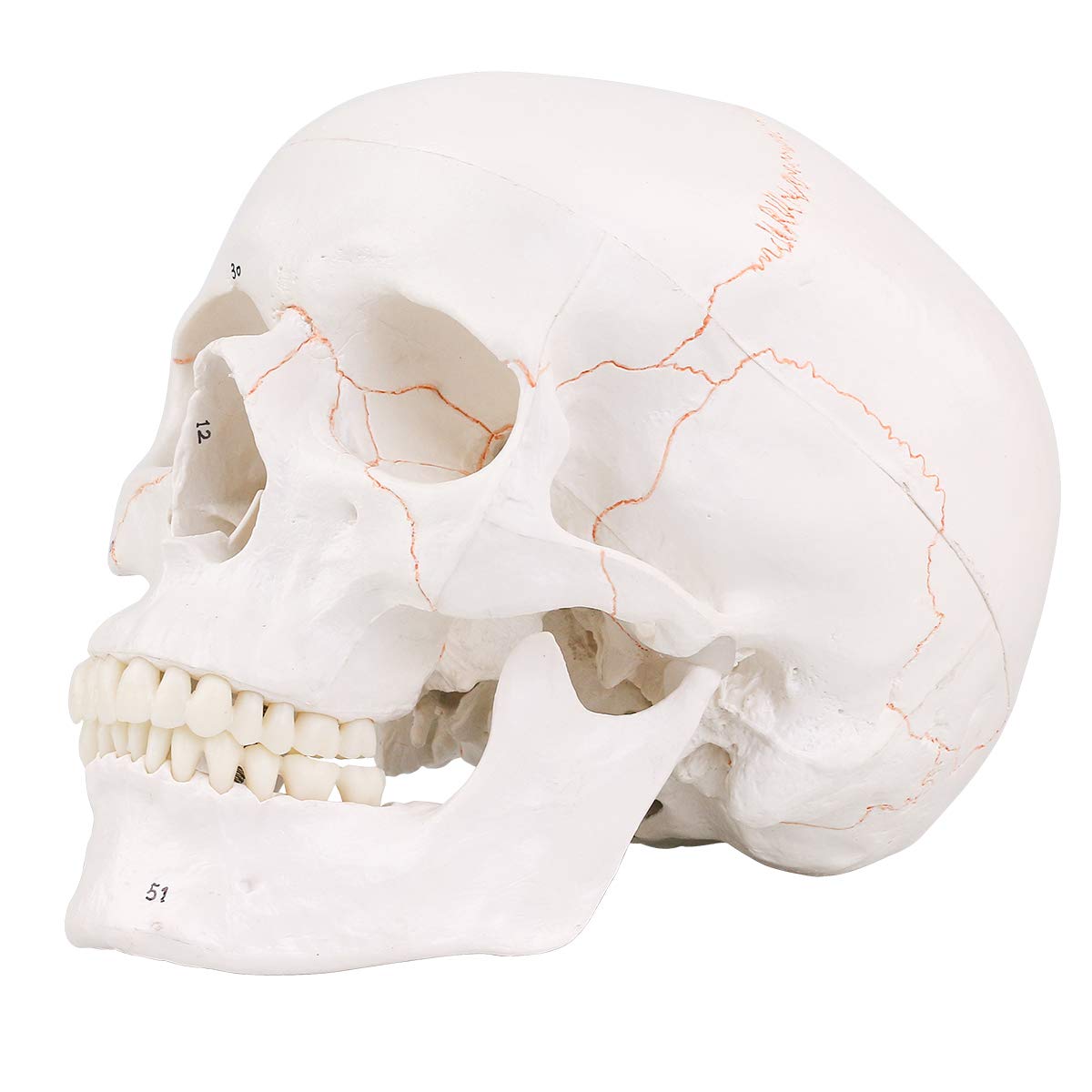 LYOU Human Skull Model, Numbered Skull Anatomy Model for Medical Professionals, Students & Teachers