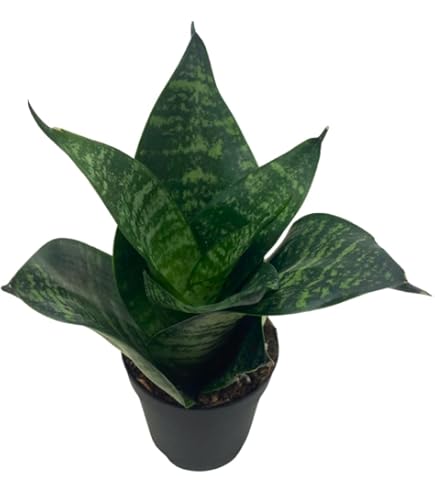 sansevieria trifasciata grey stripe Sansevieria trifasciata 'Stars & Stripes' main image 1