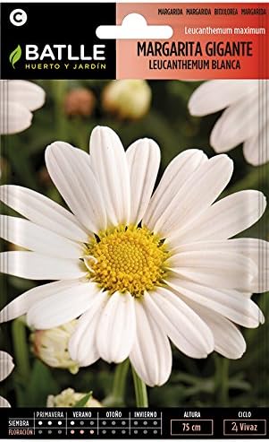 Semillas de Flores - Margarita Gigante Leucantemum blanca - Batlle