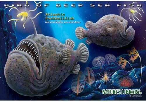 Amazon チョウチンアンコウ リアルジグソーパズル ポストカードサイズ 130ピース ジグソーパズル おもちゃ