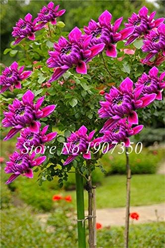 Petsdelite Dahlia Flower Seeds Bonsai(Not Dahlia Bulbs) Home Garden, 50 Pcs Color 23