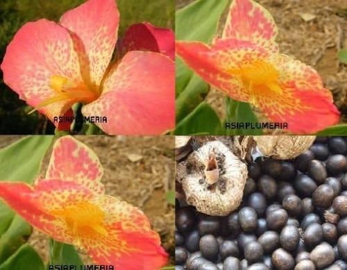 Special rare item 10 SEEDS PINK SPLASH CANNA INDICA LILY Ground or Pond plants + FREE PHYTO Flower Fresh & Viable From Garden