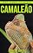 Livro Camaleão: Fotos Incríveis e Factos Divertidos sobre Camaleão para Crianças (Série Lembra-Te De Mim)
