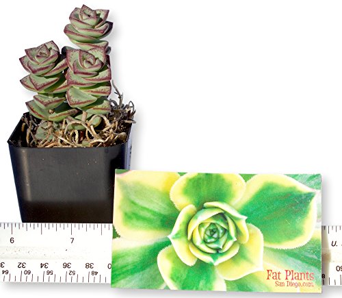 Live 2-Inch Succulent Plants Variety Pack - Set of Tiny and Vibrant Mini Succulents - Perfect for Home Decor, Terrariums, and Gifts - Easy-to-Care-for Living Houseplants