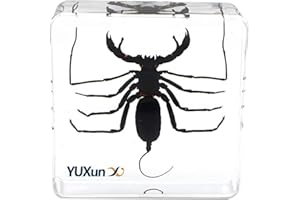 CHERISH XT Real Animal Insect Whip Scorpion Specimen Paperweight Typopeltis Niger Taxidermy Science Classroom Specimen for Science Education