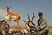 Montana Decoy Antelope Buck, Brown