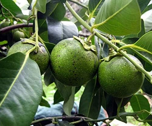 Live Plant Black Sapote (Bernecker) Tropical Fruit Trees Arround 3 feet Height in 3 Gallon Pot #BSG01YN
