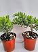 Jmbamboo - Two Tree Bonsai Juniper Garden 4'' Pot with Fishman