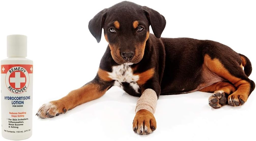 dog eczema lotion