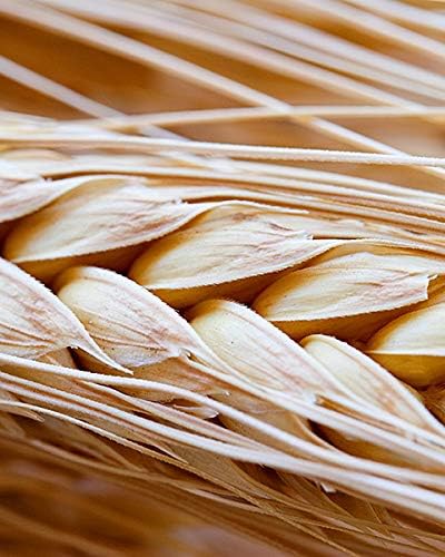 Naissance Virgin Wheatgerm Oil (No. 239) - 225 ml - Pure, Natural, for Skin Hair, Body, Massage and Homemade Blends - Image 4