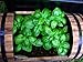 1500 SWEET BASIL Ocimum Basilicum Herb White Flower Seeds *Comb S/H