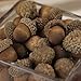 Factory Direct Craft Nutty-Brown Artificial Acorns with Natural Acorn Caps for Thanksgiving Table Decoration, Fall Crafting, and Autumn Decorating