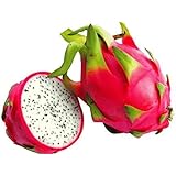 Dragonfruit 10:1 Extract Powder 50g