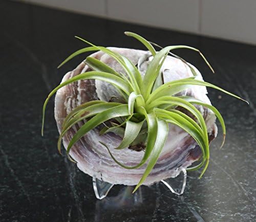 Air Plant Capiz Shell - Tillandsia Brachycaulos! - NEW