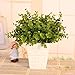 Helen Zora Artificial Flower Green Tree Branch Eucalyptus Leaves for Home Office Party Decor Wedding Scene Setting