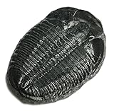 Elrathia Kingi Trilobite Fossil Specimen - Natural - Found in USA!