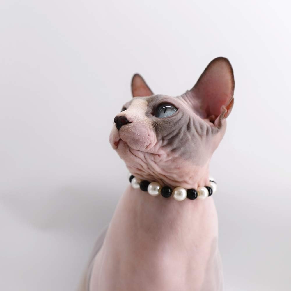sphynx cat collar