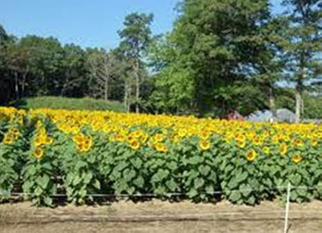 GIRASOL, MAMUT DE RUSIA, más de 20 semillas orgánicas recién ...