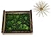 Walnut Hollow 41202 Natural Bark Edge Shadow Box for Arts, Crafts & Home Decor, Large
