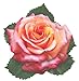 EuroQuest Imports Pink Roses Deco Parchment Leaves, Pack of 20