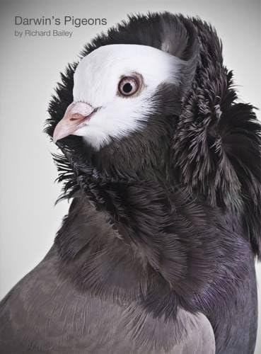 'Darwin's Pigeons'