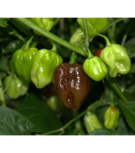 Amazon.com : Chocolate Habanero Chili Plant Three (3) Live Plants Each 75  Days Old Not in Pots - Super Hot Pepper for Planting in Your Organic Garden  : Patio, Lawn & Garden