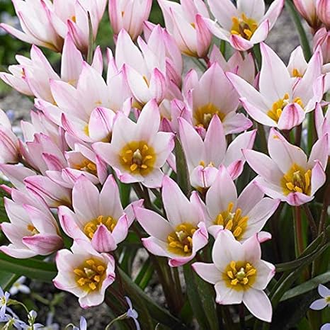 Amazon 国華園 球根 原種系チューリップ ヒルデ 25球 Diy 工具 ガーデン