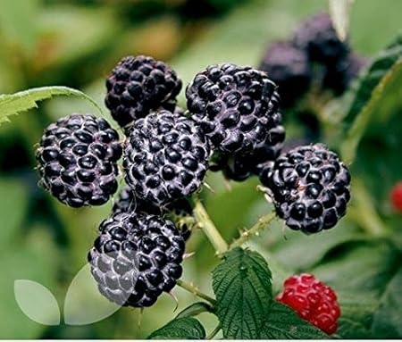 National Gardens Black Raspberry Fruit Seeds (Pack of 10)