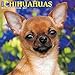 Just Chihuahuas 2017 Wall Calendar