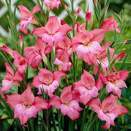 FernsFly IMP. Sword lily Gladiolus | Gladiola | Gladioli Flower Bulbs Home Outdoor Flowering Gardening Bulbs Blooming planting (Pack of 50 Charm Gladiolus)
