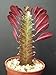 Euphorbia Trigona Rubra African Milk Tree Rare Cactus Plant Exotic Succulent 4"