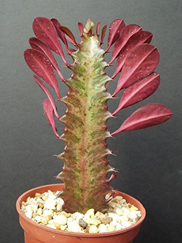 Euphorbia Trigona Rubra African Milk Tree Rare Cactus Plant Exotic Succulent 4 Euphorbia Trigona Rubra African Milk Tree Rare Cactus Plant Exotic Succulent 4