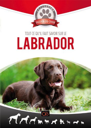 Tout Ce Qu'il Faut Savoir Sur Le Labrador