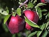 Red Delicious Apple Tree Semi-Dwarf - Healthy - Established - One Gallon Pot - 1 each by Growers Solution
