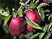 Red Delicious Apple Tree Semi-Dwarf - Healthy - Established - One Gallon Pot - 1 each by Growers Solution