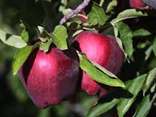 Red Delicious Apple Tree Semi-Dwarf - Healthy - Established - One Gallon Pot - 1 each by Growers Solution