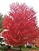 25 SIBERIAN MAPLE TREE Acer Ginnala Seeds Red Leaves *Comb S/H